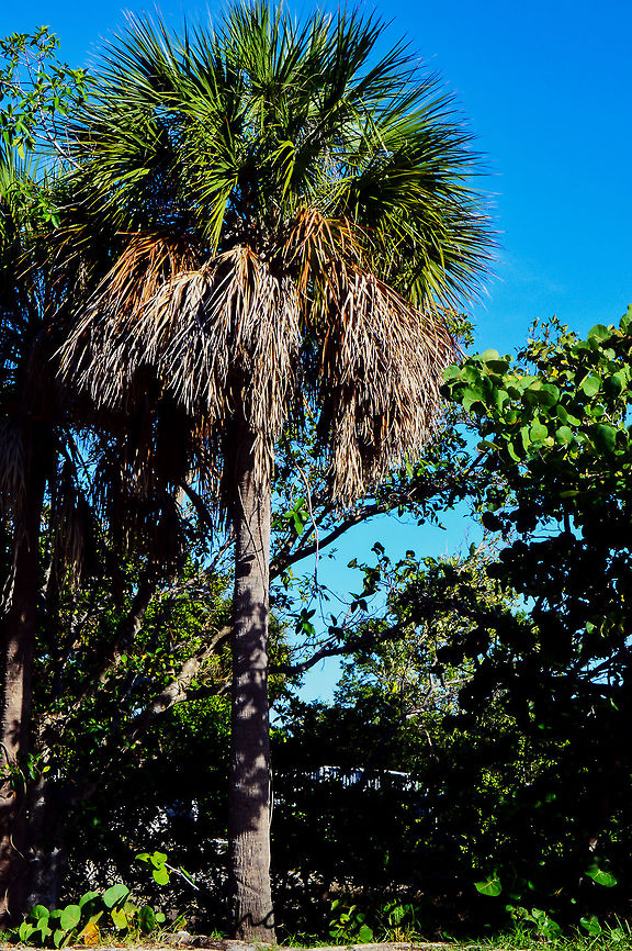 cabbage_palm  Daylight,Florida,Nature,Sabal palmetto,cabbage palmetto,nomad2326,outdoor,park,trees