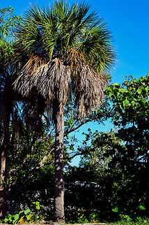 cabbage_palm  Daylight,Florida,Nature,Sabal palmetto,cabbage palmetto,nomad2326,outdoor,park,trees