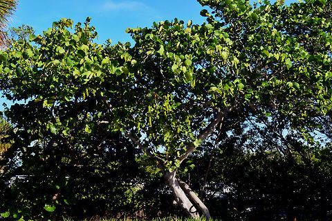 Sea_Grape  Coccoloba uvifera,Daylight,Florida,Nature,light,nomad2326,outdoor,park,serene,trees