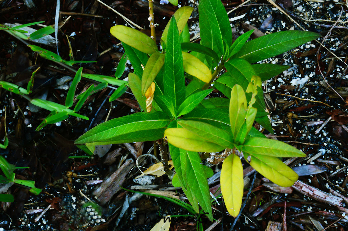 tropical_milkweed  Asclepias curassavica,Florida,Nature,light,nomad2326,park