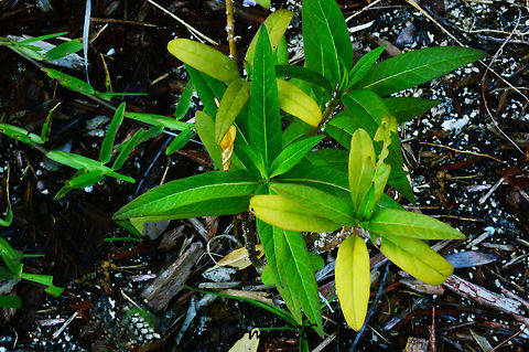 tropical_milkweed  Asclepias curassavica,Florida,Nature,light,nomad2326,park
