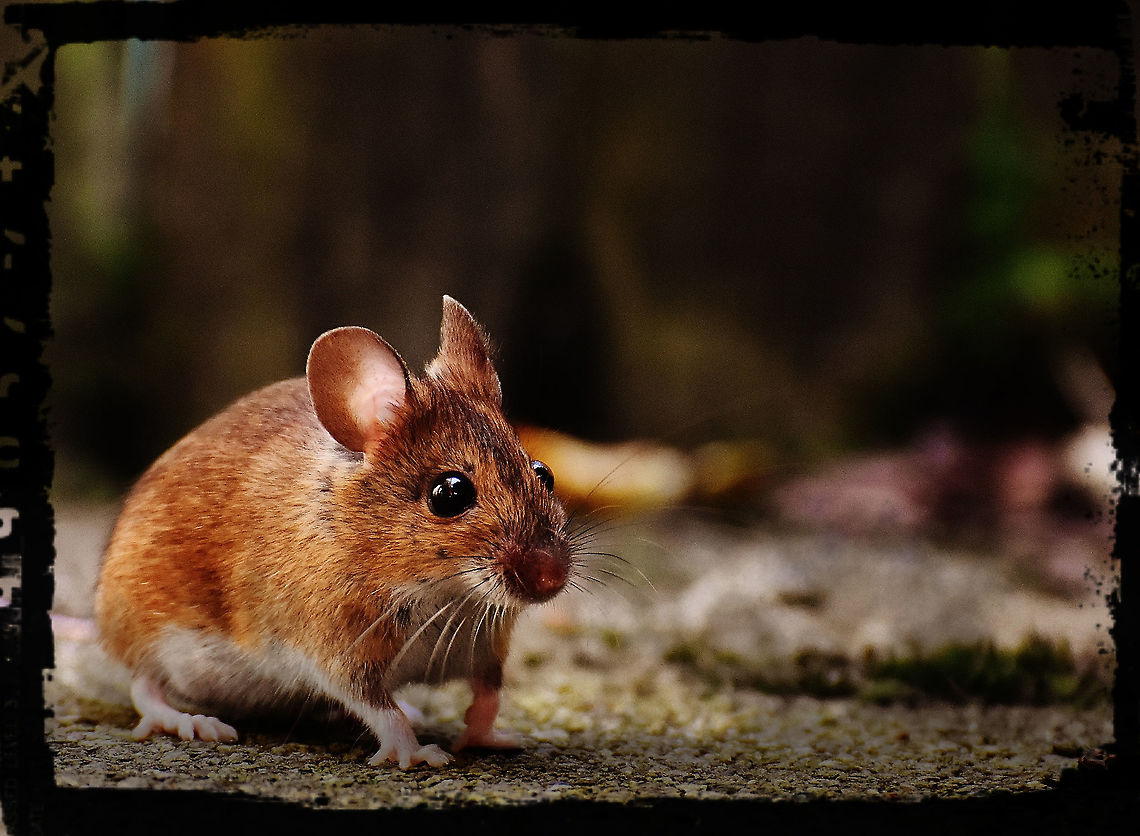 mouse  By it's self,CloseUp,Daylight,Detail,Florida,Landscape,Nature,Photo Art,Searching,Sidewalk,Single,Wild,Wild Life,art,background,digital,light,mouse,mouse on sidewalk,mouse searching