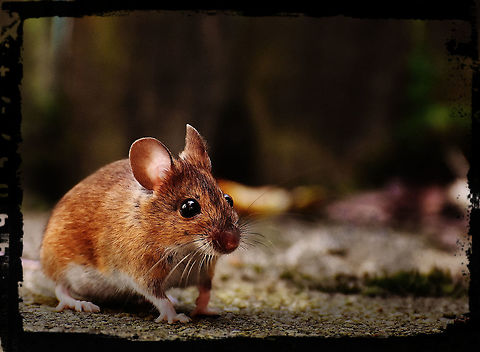 mouse  By it's self,CloseUp,Daylight,Detail,Florida,Landscape,Nature,Photo Art,Searching,Sidewalk,Single,Wild,Wild Life,art,background,digital,light,mouse,mouse on sidewalk,mouse searching
