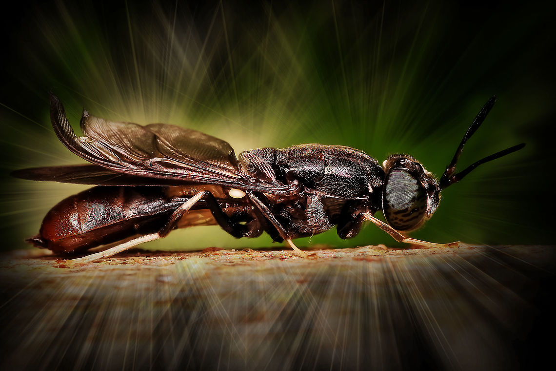 Fly? Hermetia sp. Beauty,Daylight,Detail,Effects,Florida,Insect,Landscape,Nature,Photo Art,Single,Wild,art,background,beautiful,digital,fly,light,nomad2326,outdoor
