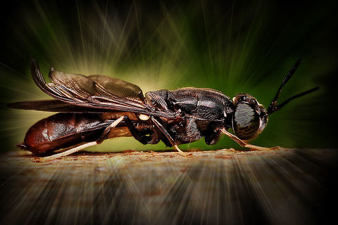 Fly? Hermetia sp. Beauty,Daylight,Detail,Effects,Florida,Insect,Landscape,Nature,Photo Art,Single,Wild,art,background,beautiful,digital,fly,light,nomad2326,outdoor