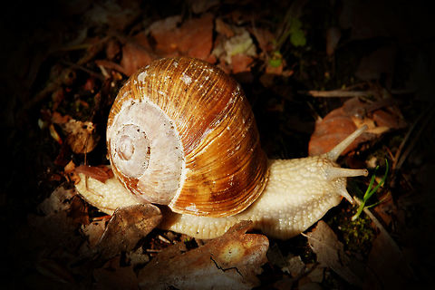 snail  Daylight,Detail,Florida,Landscape,Nature,Photo Art,art,background,beautiful,ground,light,nomad2326,outdoor,park,photo,shell,snail,snail in shell,snail on ground,snail shell