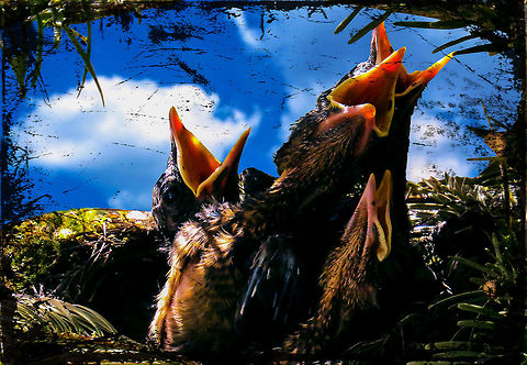 baby birds  Beauty,Daylight,Detail,Florida,Landscape,Nature,Photo Art,art,baby birds,background,birds,digital,light,nest,nest in tree,nest with birds,nomad2326,outdoor,park,photo