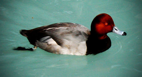 duck  Aythya americana,Redhead