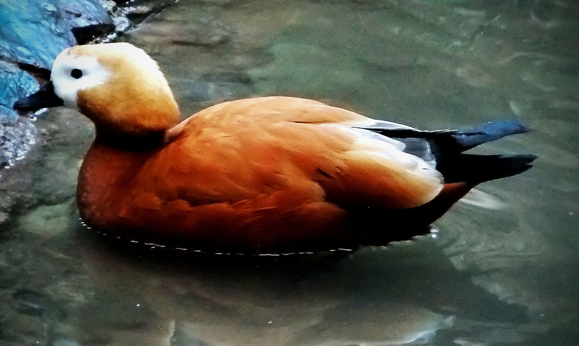 duck2  Ruddy Shelduck,Tadorna ferruginea,zoo