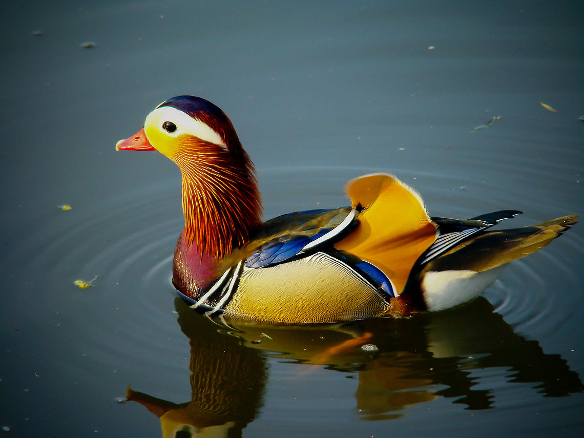 mandarin_duck  Aix galericulata,Mandarin duck
