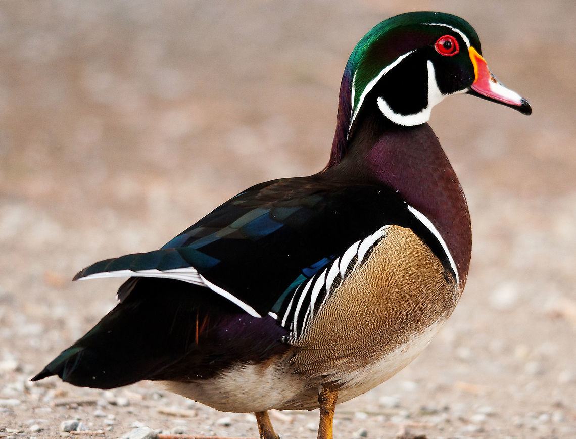 wood_duck  Aix sponsa,Wood duck