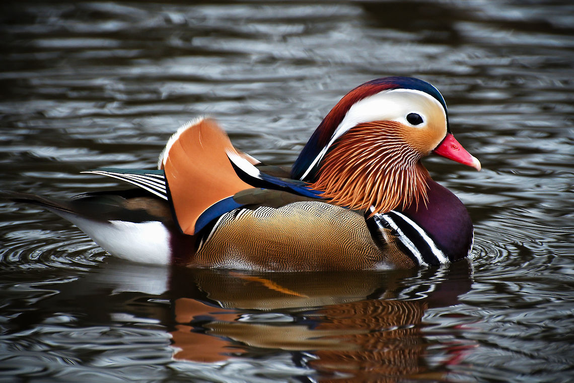 mandarin_duck2  Aix galericulata,Mandarin duck