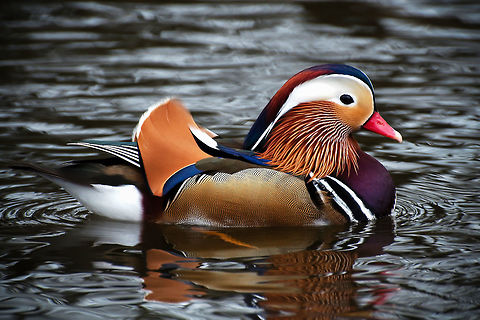 mandarin_duck2  Aix galericulata,Mandarin duck