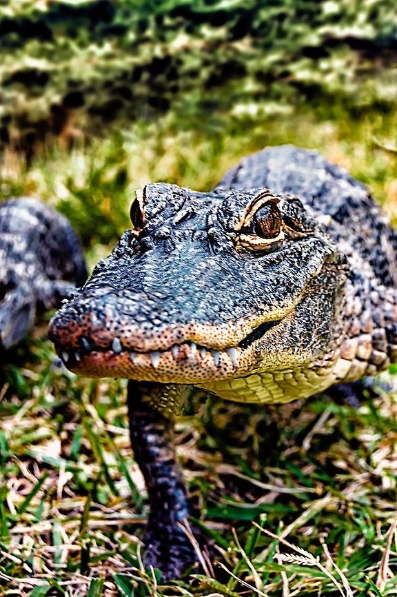 American alligator  Alligator mississippiensis,American Alligator,Geotagged,United States,Winter