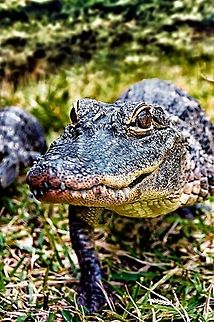 American alligator  Alligator mississippiensis,American Alligator,Geotagged,United States,Winter