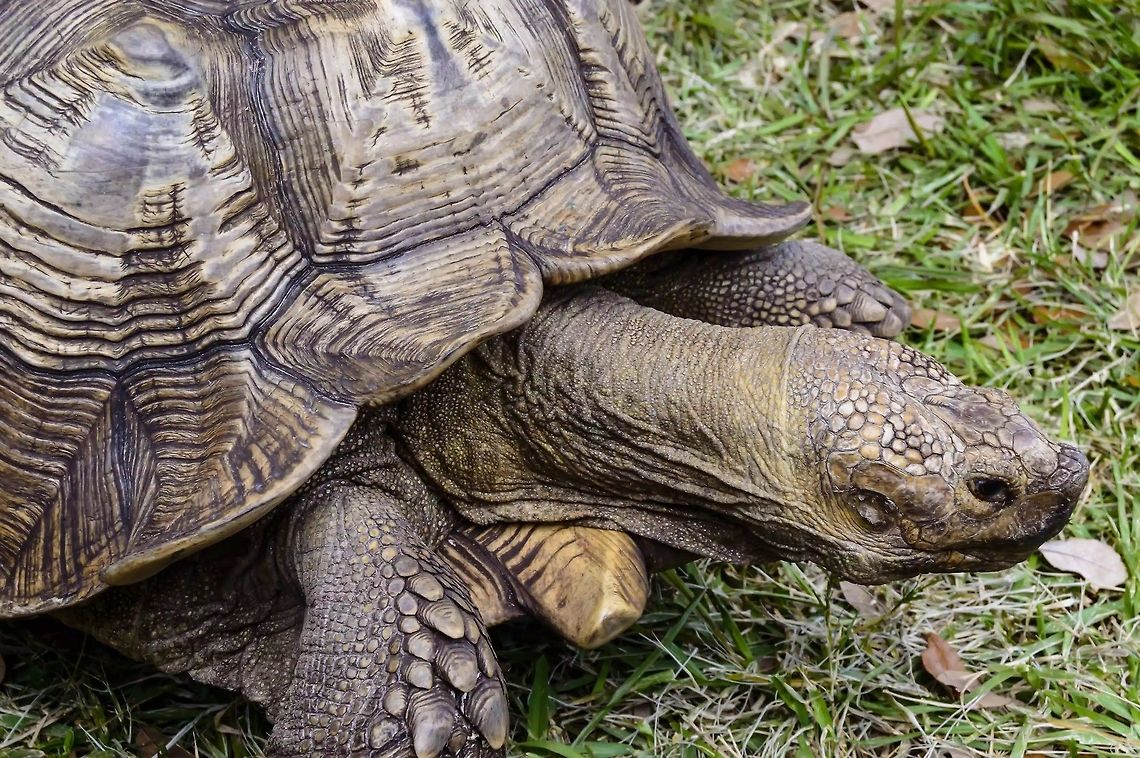 Gopher Tortoise  Florida,Geotagged,Gopher tortoise,Gopherus polyphemus,Shell,Turtle,United States