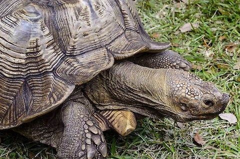 Gopher Tortoise  Florida,Geotagged,Gopher tortoise,Gopherus polyphemus,Shell,Turtle,United States