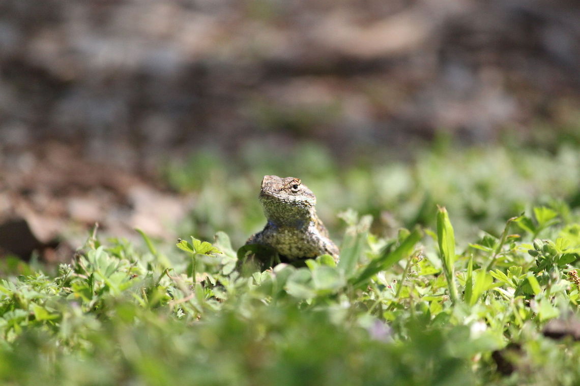 Lizard posing in the grass. This was taken during one of our trailer trips near Placerville, CA.  The lizard looks like he was posing for me. California,Placerville,lizard,reptiles