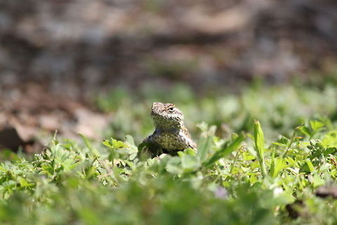 Lizard posing in the grass. This was taken during one of our trailer trips near Placerville, CA.  The lizard looks like he was posing for me. California,Placerville,lizard,reptiles