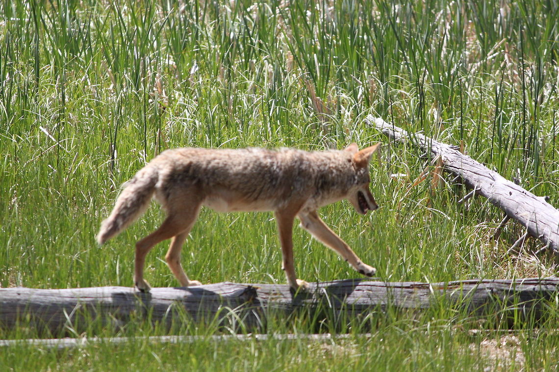 Coyote looking for food We were driving through the park when I saw the coyote in the distance.  Took out my zoom and shot away. Canis latrans,Coyote,Yellowstone National Park,coyote