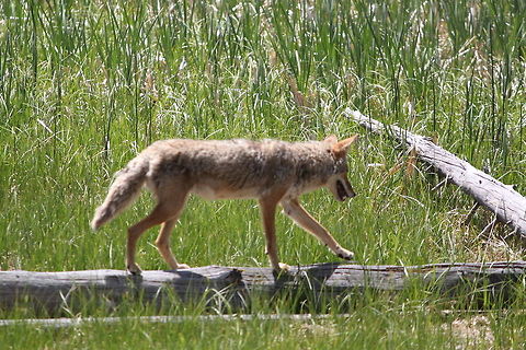 Coyote looking for food We were driving through the park when I saw the coyote in the distance.  Took out my zoom and shot away. Canis latrans,Coyote,Yellowstone National Park,coyote