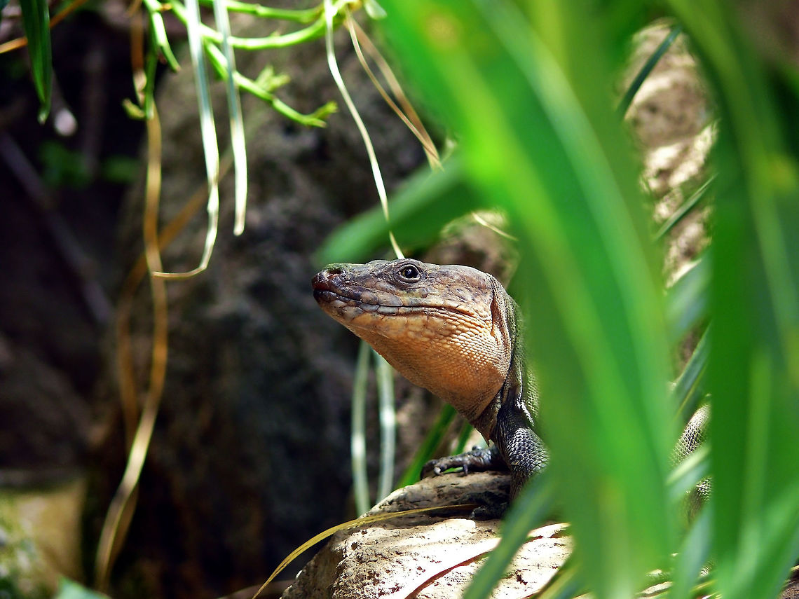 Gran Canaria giant lizard, Las Palmas, Spain Natural light portrait of the Gran Canaria giant lizard surrounded by plants typical of the island. Gallotia stehlini,Geotagged,Gran Canaria giant lizard,Grass,Green,Spain,animals,close-up,growth,nature,outdoors,plant,reptile,summer,wildlife