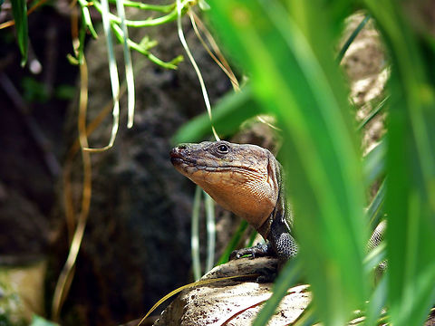 Gran Canaria giant lizard