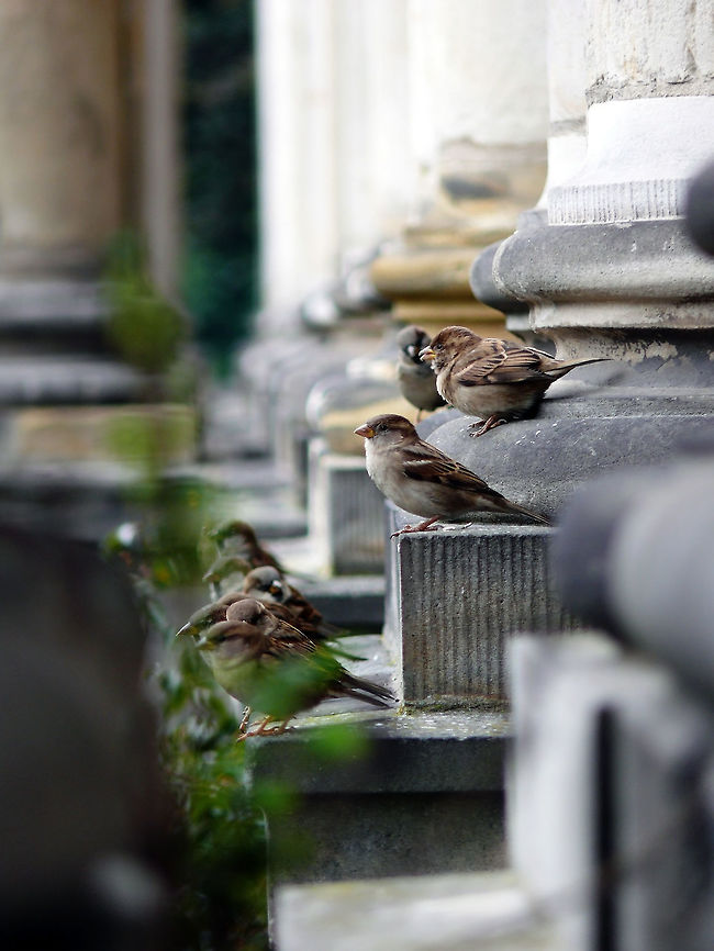 House sparrows, Berlin, Germany Collected community of house sparrows perching on a monument in a city park. Fall,Geotagged,Germany,House sparrow,Passer domesticus