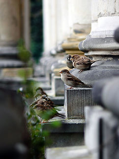 House sparrows, Berlin, Germany Collected community of house sparrows perching on a monument in a city park. Fall,Geotagged,Germany,House sparrow,Passer domesticus