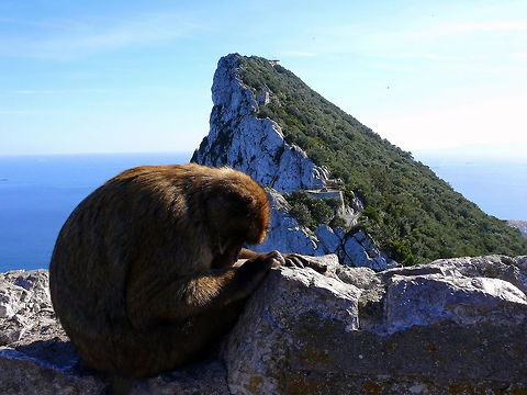 Barbary macaque, Gibraltar Sleeping barbary macaque on rock formation. Barbary Macaque,Fall,Geotagged,Gibraltar,Macaca sylvanus,Rock,animals,landscape,nature