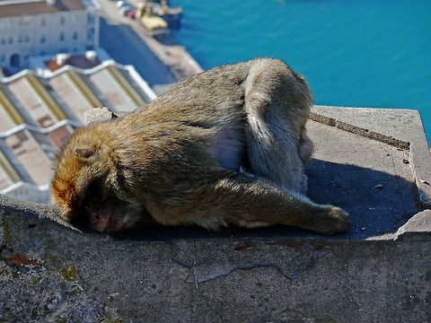 Barbary macaque, Gibraltar Close-up of relaxing Barbary macaque on rock formation against cityscape. Barbary Macaque,Fall,Geotagged,Gibraltar,Macaca sylvanus,Sleeping,animal,close-up,mammal,nature,outdoors,resting