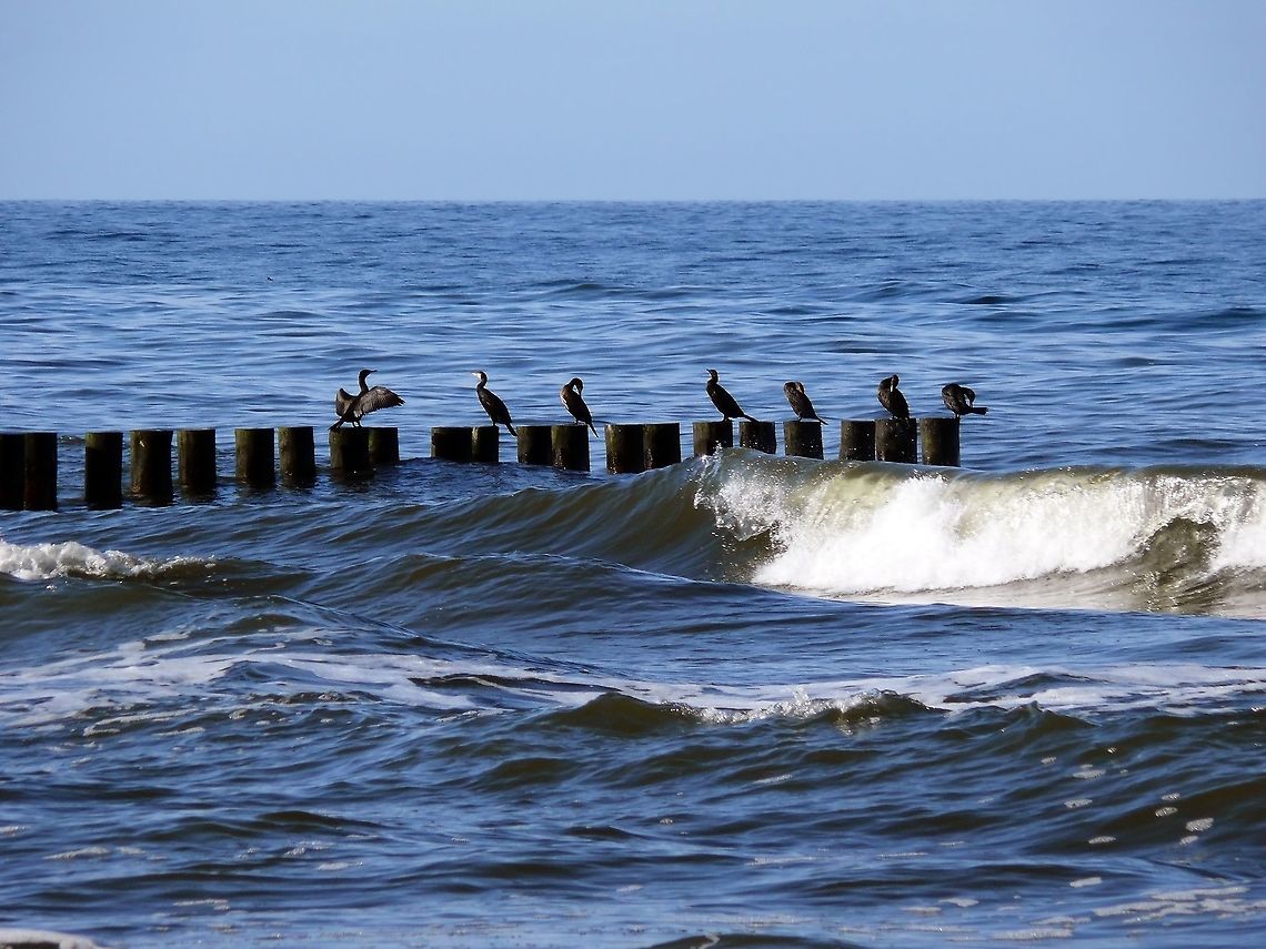 Great Cormorants in Rewal, Poland Great Cormorants perching on wooden poles in the Baltic Sea. Fall,Geotagged,Great Cormorant,Phalacrocorax carbo,Poland,Sea,shore,wave