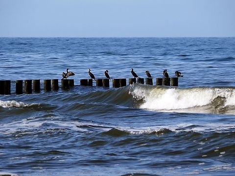 Great Cormorants in Rewal, Poland Great Cormorants perching on wooden poles in the Baltic Sea. Fall,Geotagged,Great Cormorant,Phalacrocorax carbo,Poland,Sea,shore,wave
