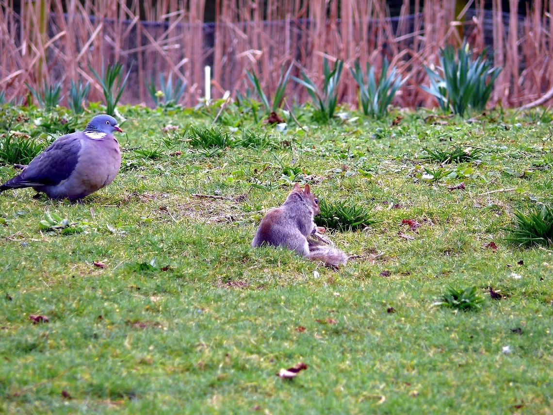 Eastern gray squirrel in London, UK Eastern gray squirrel accompanied by pigeon in a city park. Eastern gray squirrelSciurus carolinensis,Geotagged,Grass,Sciurus carolinensis,United Kingdom,Winter,Zoology,animal,field,mammal,outdoors,sitting,wildlife