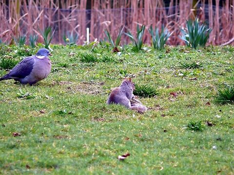 Eastern gray squirrel in London, UK Eastern gray squirrel accompanied by pigeon in a city park. Eastern gray squirrelSciurus carolinensis,Geotagged,Grass,Sciurus carolinensis,United Kingdom,Winter,Zoology,animal,field,mammal,outdoors,sitting,wildlife