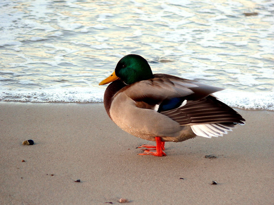 Male mallard duck in Niechorze, Poland Carefree mallard duck on the beach. Anas platyrhynchos,Beach,Ducks,Fall,Geotagged,Mallard,Poland,Zoology,beak,bird,duck,mallard duck,outdoors,water,wildlife