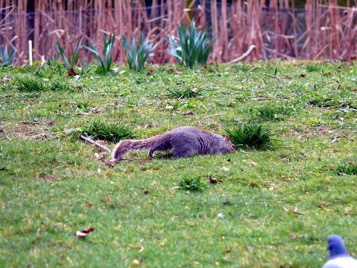 Eastern gray squirrel in London, UK Eastern gray squirrel looking for food in a public city park. Eastern gray squirrelSciurus carolinensis,Geotagged,Grass,Sciurus carolinensis,United Kingdom,Winter,Zoology,animal,close-up,mammal,wildlife