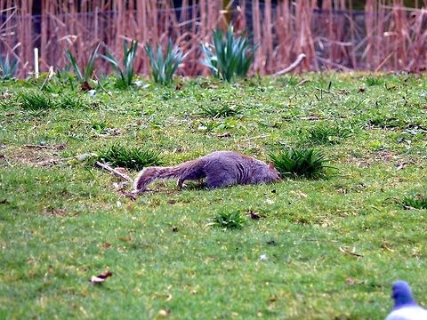 Eastern gray squirrel in London, UK Eastern gray squirrel looking for food in a public city park. Eastern gray squirrelSciurus carolinensis,Geotagged,Grass,Sciurus carolinensis,United Kingdom,Winter,Zoology,animal,close-up,mammal,wildlife