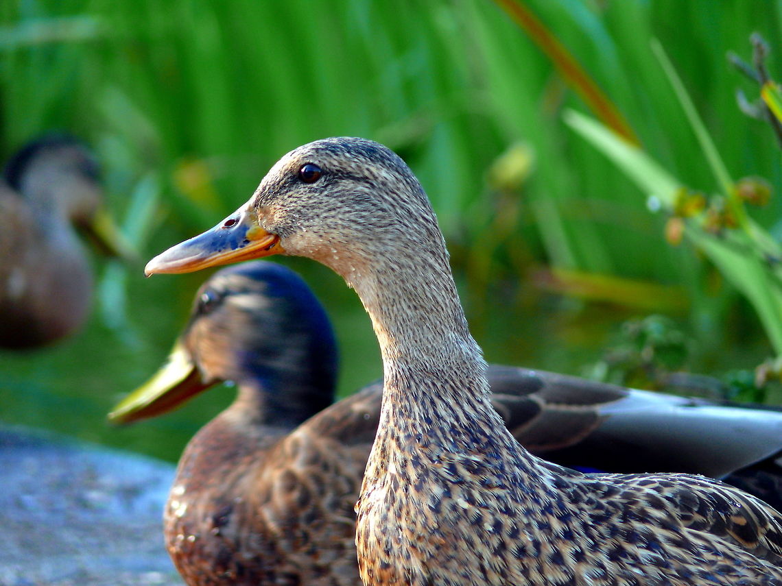 Female mallard ducks in Bernau bei Berlin, Germany Female mallard ducks at a pond. Anas platyrhynchos,Geotagged,Germany,Mallard,Pond,Summer,beak,bird,close-up,duck,nature,outdoors,wildlife