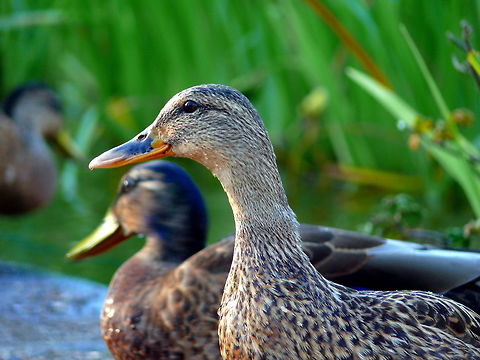 Female mallard ducks in Bernau bei Berlin, Germany Female mallard ducks at a pond. Anas platyrhynchos,Geotagged,Germany,Mallard,Pond,Summer,beak,bird,close-up,duck,nature,outdoors,wildlife