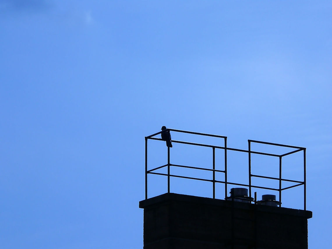 Feral pigeon in Berlin, Germany Feral pigeon perching on railing located on the roof of a commercial complex. Columba livia domestica,Domestic Rock Pigeon,Geotagged,Germany,Summer,light,outdoors,pigeon