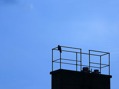 Feral pigeon in Berlin, Germany Feral pigeon perching on railing located on the roof of a commercial complex. Columba livia domestica,Domestic Rock Pigeon,Geotagged,Germany,Summer,light,outdoors,pigeon