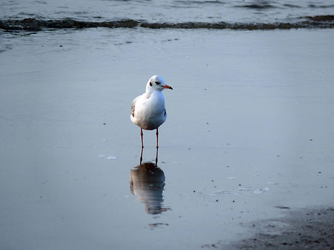 Female black-headed gull in Międzyzdroje, Poland Female black-headed gull and its reflection on the beach. Black-headed gull,Chroicocephalus ridibundus,Fall,Geotagged,Glaucous gull,Grey-headed fish eagle,Ichthyaetus ichthyaetus,Ichthyophaga ichthyaetus,Larus hyperboreus,Pallass gull,Poland,Zoology,bird,nature,outdoors,seagull,water,wildlife