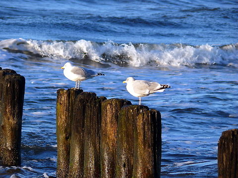 Common gulls in Niechorze, Poland Common gulls perching on wooden poles in the Baltic Sea. Caspian gull,Common gull,European Herring Gull,Fall,Geotagged,Larus argentatus,Larus cachinnans,Larus canus,Poland,animals,autumn,beak,bird,nature,outdoors,perching,seagull,water,wildlife