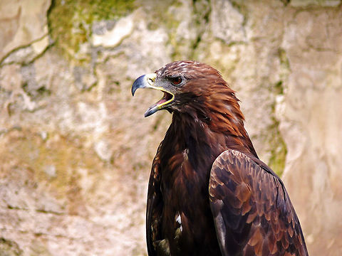 Golden eagle in Prague, Czech Republic Golden eagle perching in a public park. Aquila chrysaetos,Bird of prey,Czech Republic,Geotagged,Golden Eagle,Summer,Wild Beauty,animals,beak,bird,close-up,feather,nature,outdoors,portrait,wildlife