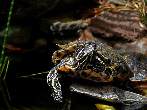 Red-eared slider on Gran Canaria, Las Palmas, Spain Red-eared slider sun bathing on a stone. Geotagged,Red-eared slider,Spain,Summer,Trachemys scripta elegans,animal,animals,close-up,nature,outdoors,wildlife