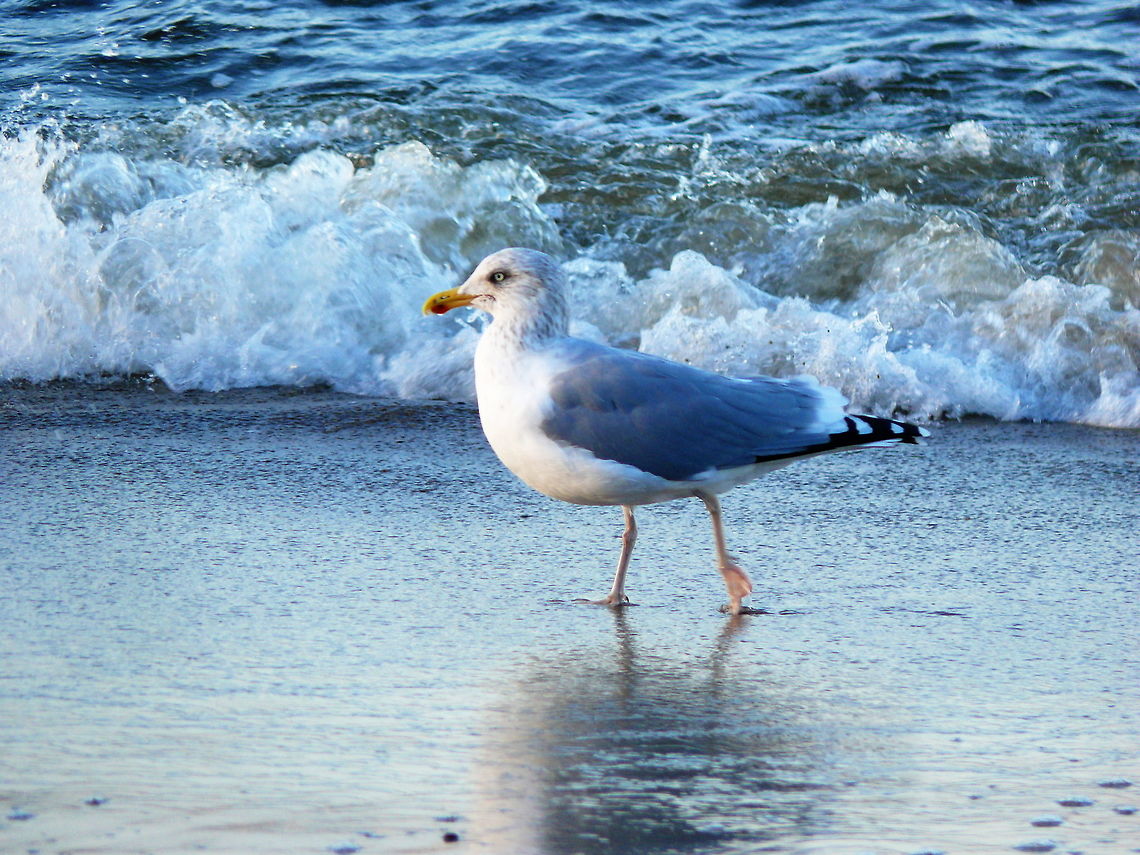 Common gull in Niechorze, Poland Common gull walking on the beach. Beach,Caspian gull,Cepora nerissa,Common Gull,Common gull,European Herring Gull,Fall,Geotagged,Larus argentatus,Larus cachinnans,Larus canus,Poland,Sea,Zoology,beak,bird,nature,outdoors,seagull,wildlife