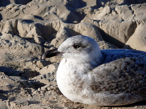 Seagull in Niechorze, Poland Common gull relaxing on the beach during an autumn day. Common gull,Fall,Geotagged,Larus canus,Poland,Zoology,animal,beak,bird,close-up,perching,wildlife