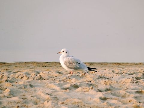 Female black-headed gull in Międzyzdroje, Poland Female black-headed gull perching on the beach during sunset. Black-headed gull,Chroicocephalus ridibundus,Fall,Geotagged,Poland,Sea,bird,outdoors,seagull,wildlife