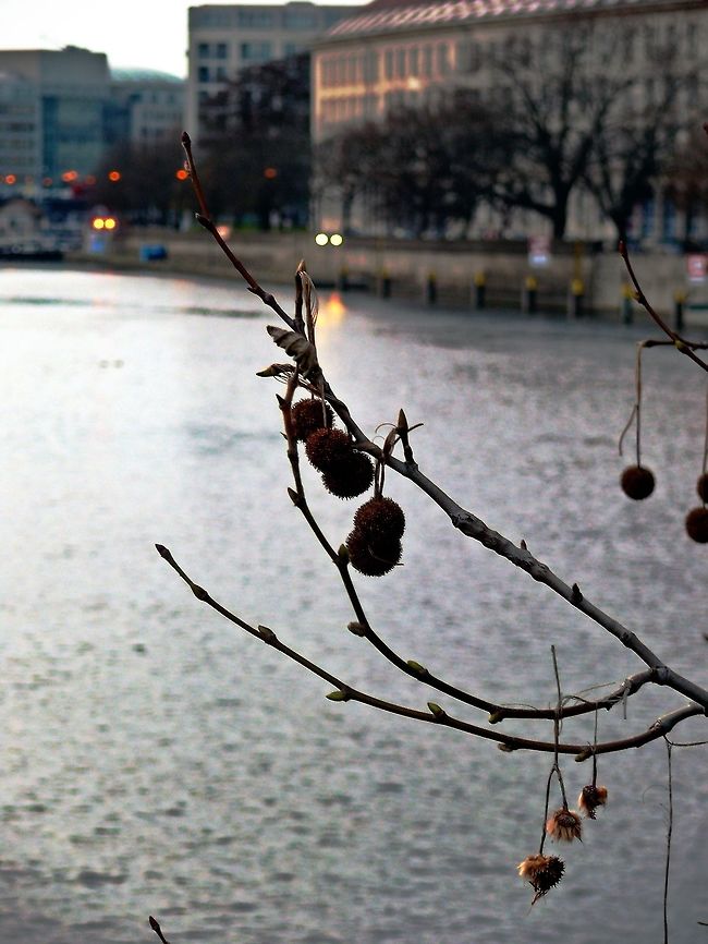 Hybrid plane in Berlin, Germany Dry fruits and leaves and new runners of a hybrid plane in December. Geotagged,Germany,Leaf,Platanus × acerifolia,Winter,branch,close-up,nature,outdoors,stem,twig,wildlife